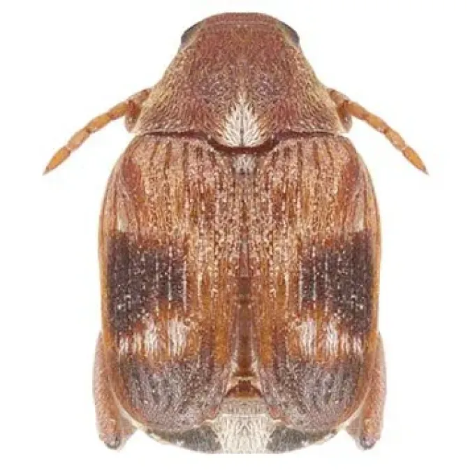Four-spotted bean weevil