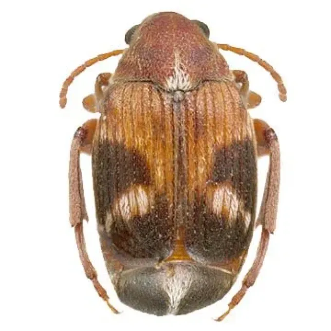 Four-spotted bean weevil