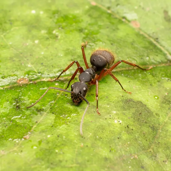 Camponotus rufipes