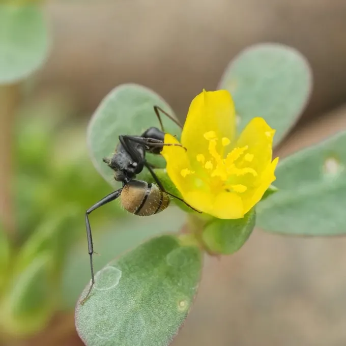 Silky tree ant
