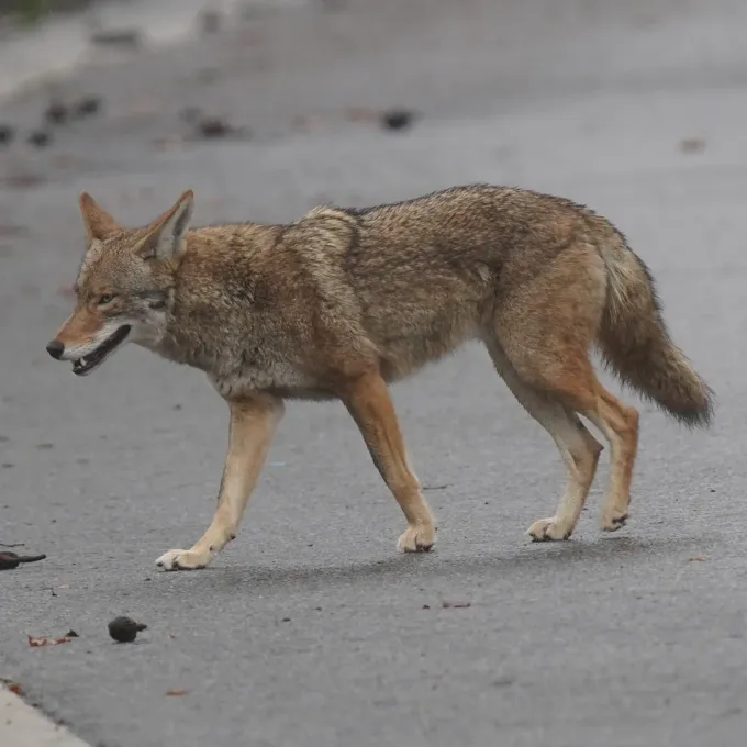 Coyote