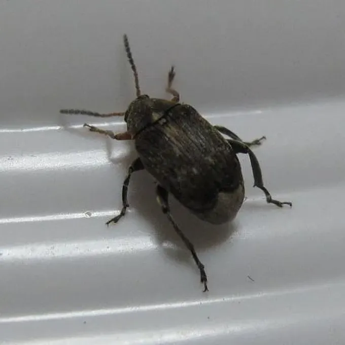 Caryoborus