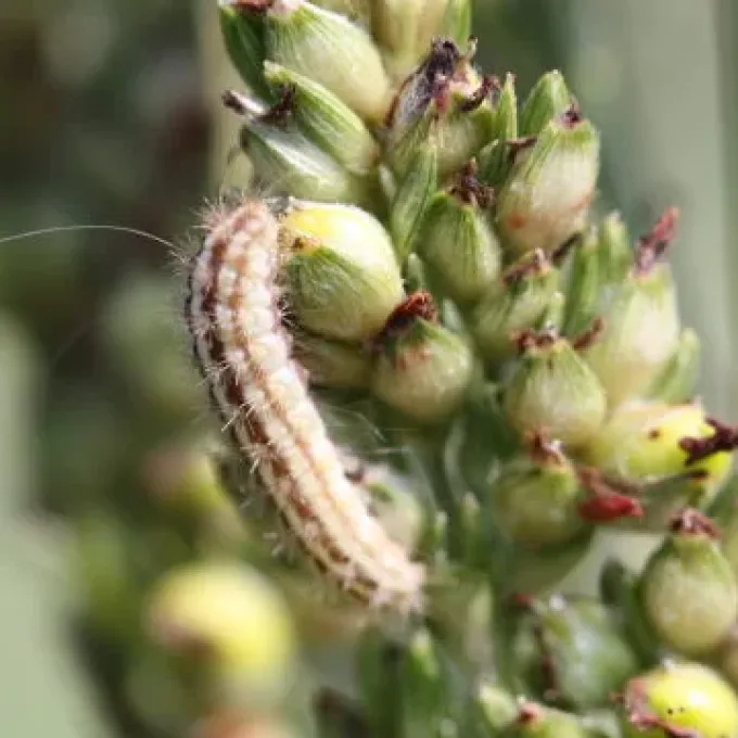Sorghum notch-wing moth
