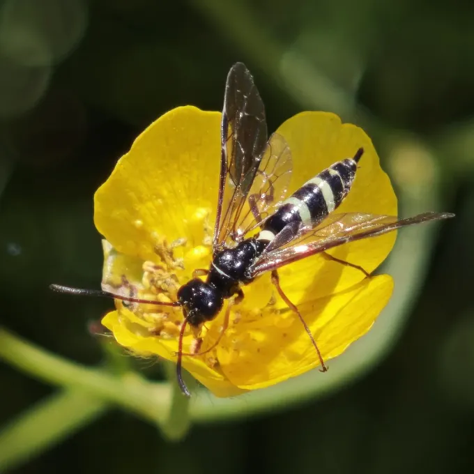 Wheat stem sawfly