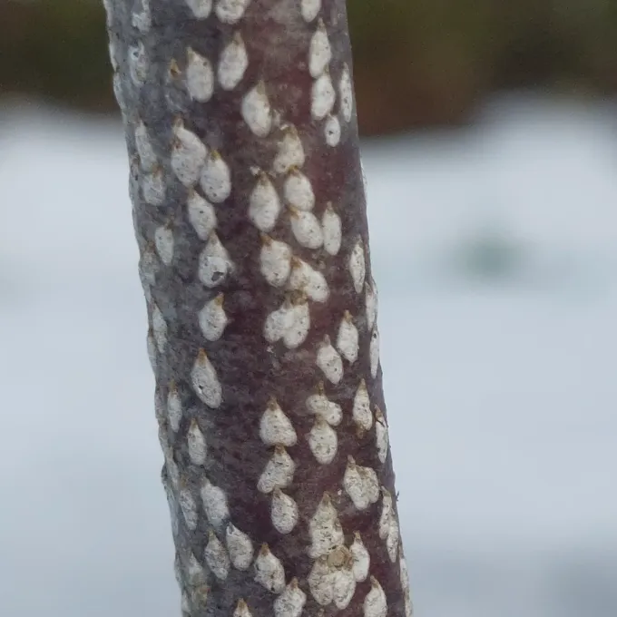 Black willow scale