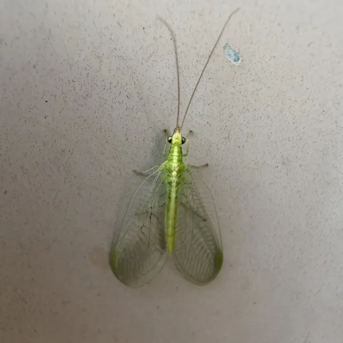 California lacewing