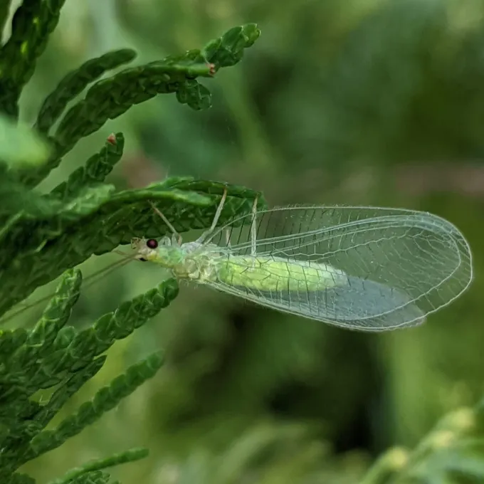 Common Green Lacewing