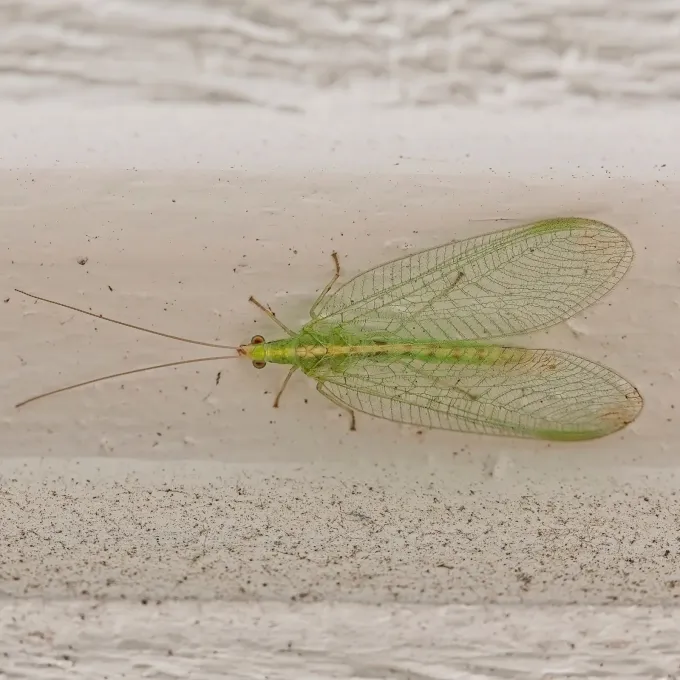 Chrysopa microcephala