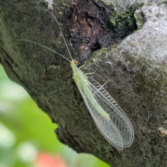 Yellow lacewing