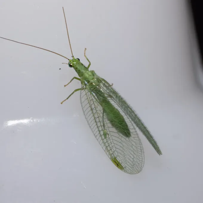 Green lacewing