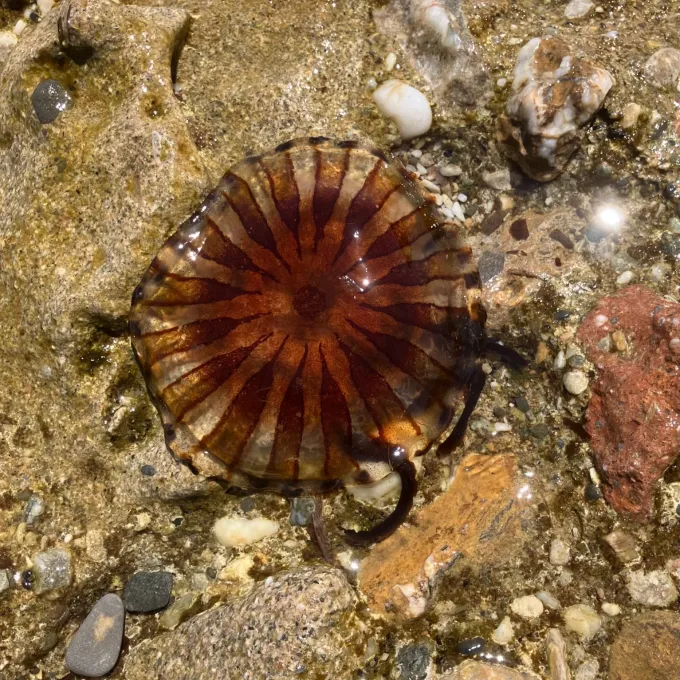 Compass jellyfish