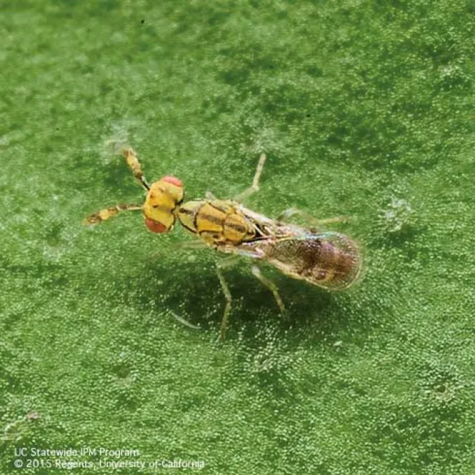 Cirrospilus