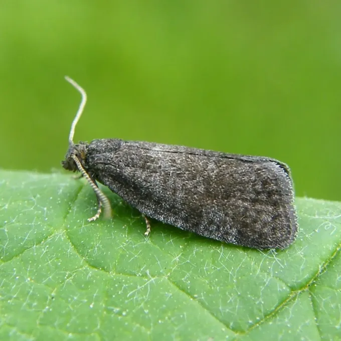Grey tortrix