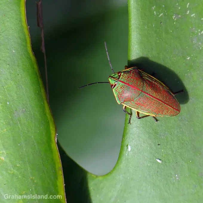 Hawaiian shield bug