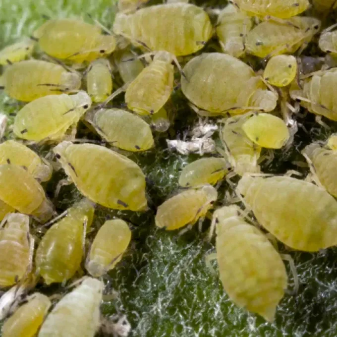 Aphid
