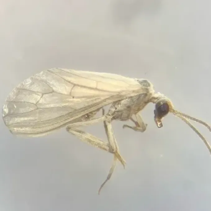 Conwentzia