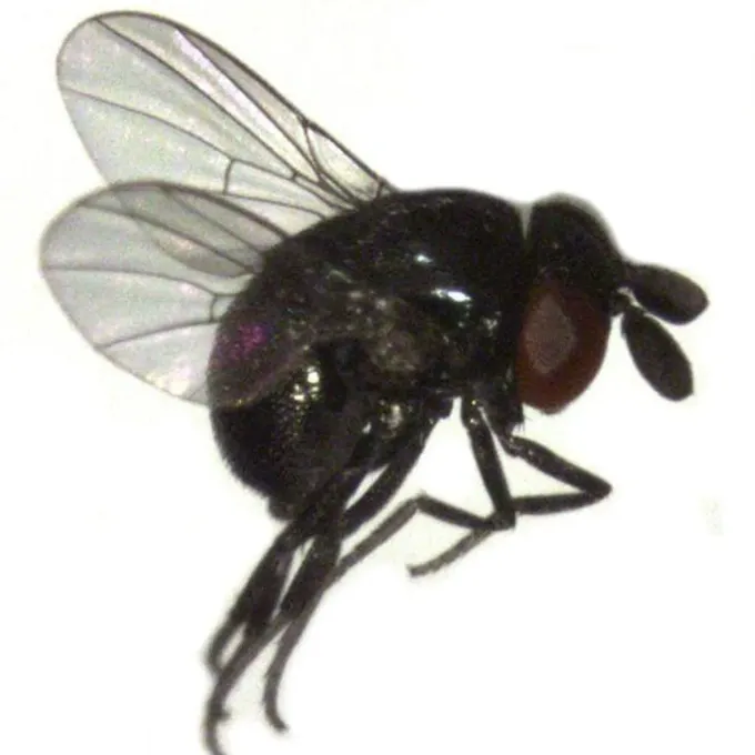 Cryptochetum iceryae