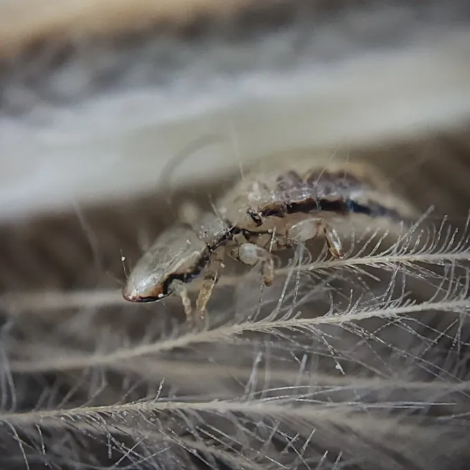 Poultry lice