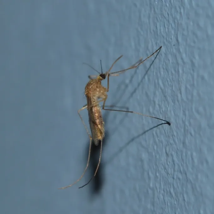 Common house mosquito