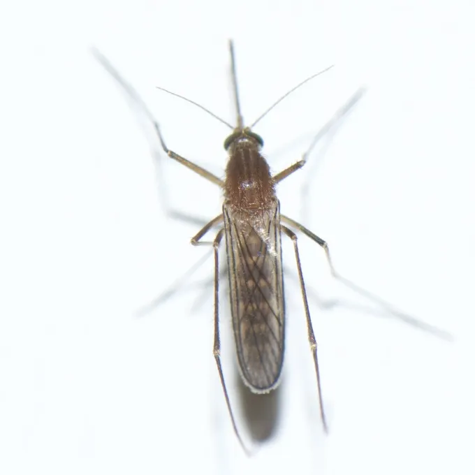 Salt marsh mosquito