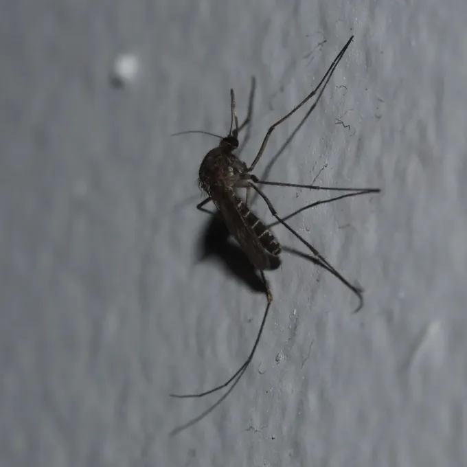 Комар Culex sitiens