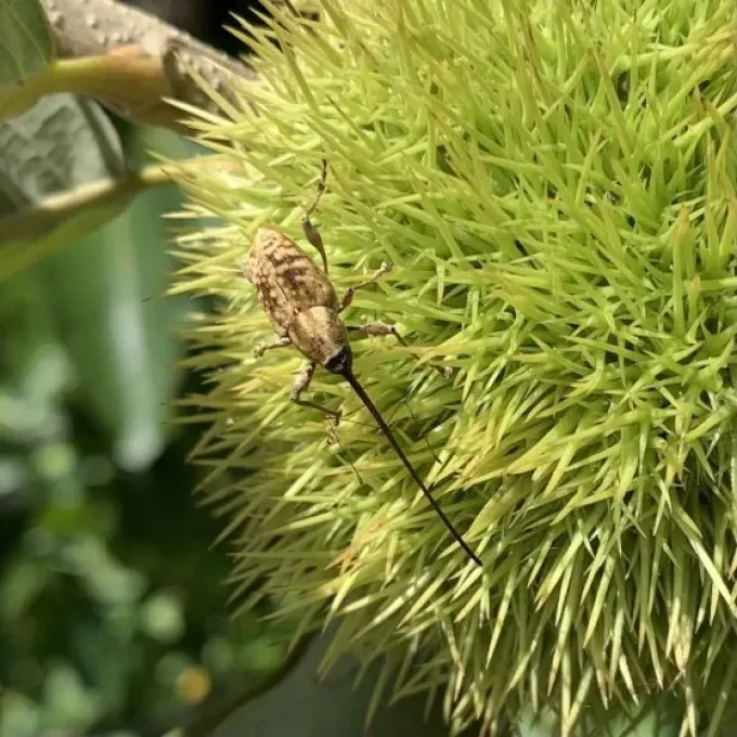 Weevil