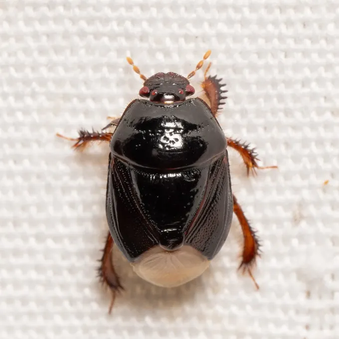 Cyrtomenus