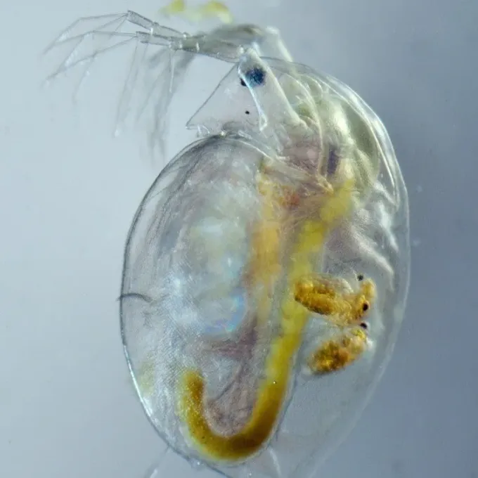 Daphnia magna