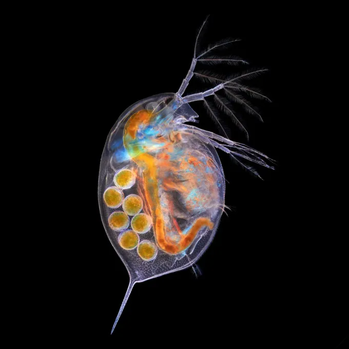 Daphnia pulex
