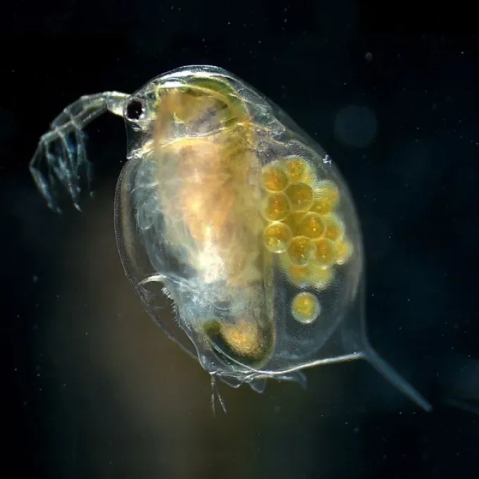 Daphnia