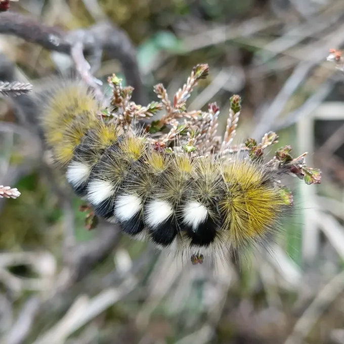 Волнянка осоковая