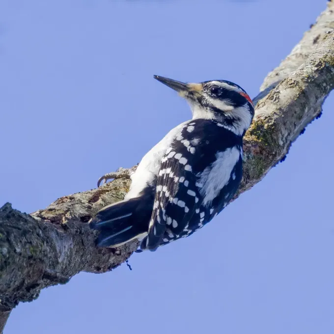 Hairy Woodpecker