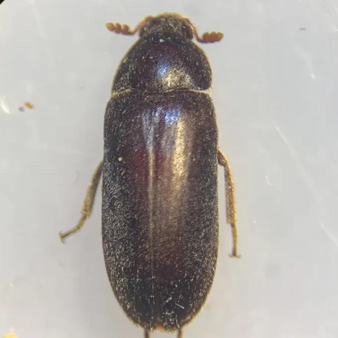 Black larder beetle