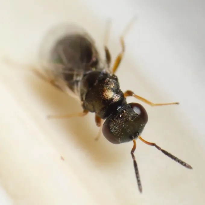 Dibrachys microgastri