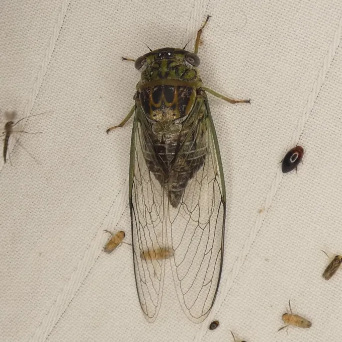 Coastal cicada