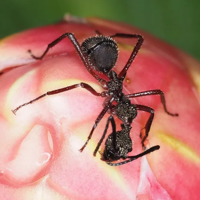 Dolichoderus attelaboides ant