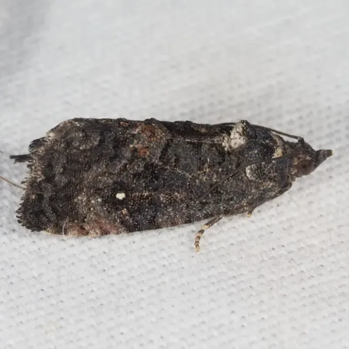 Nut fruit moth