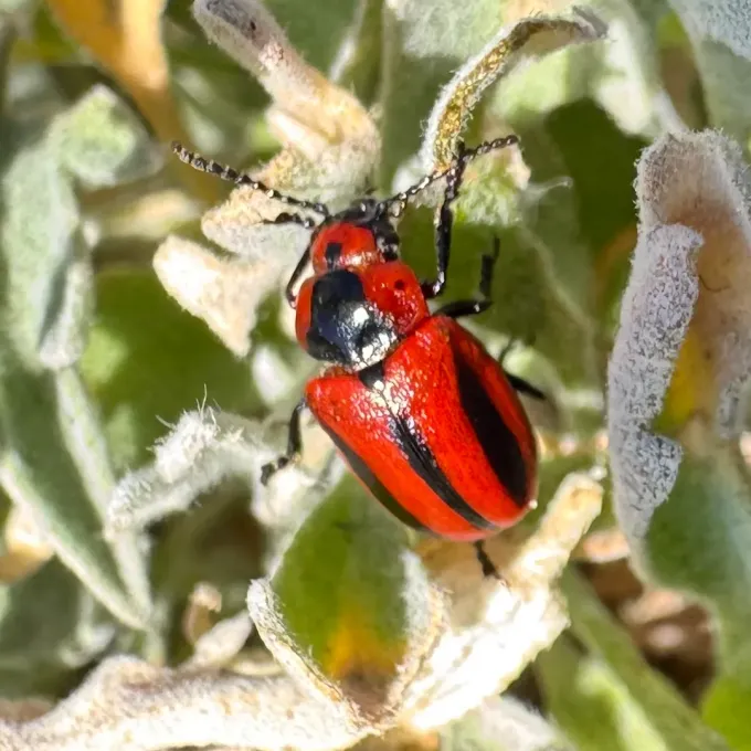 American red-striped leaf beetle