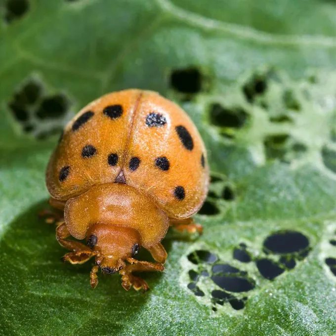 Melon ladybird