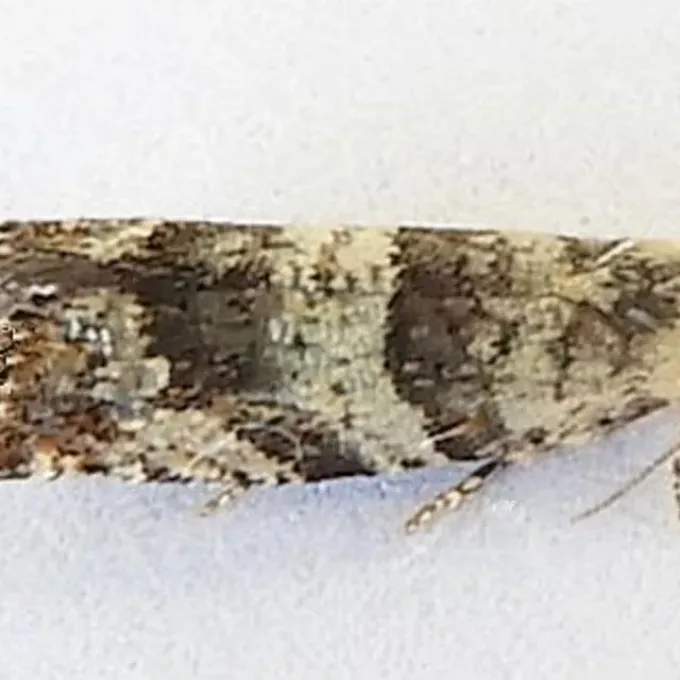 Epinotia meritana