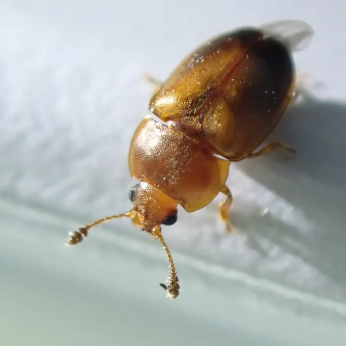 Блестянка Epuraea terminalis