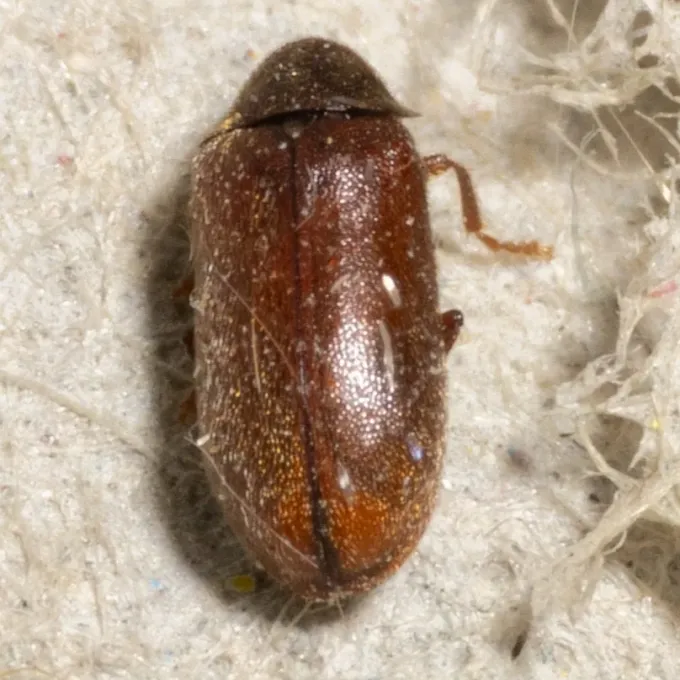 Spruce bark beetle (Ernobius mollis)