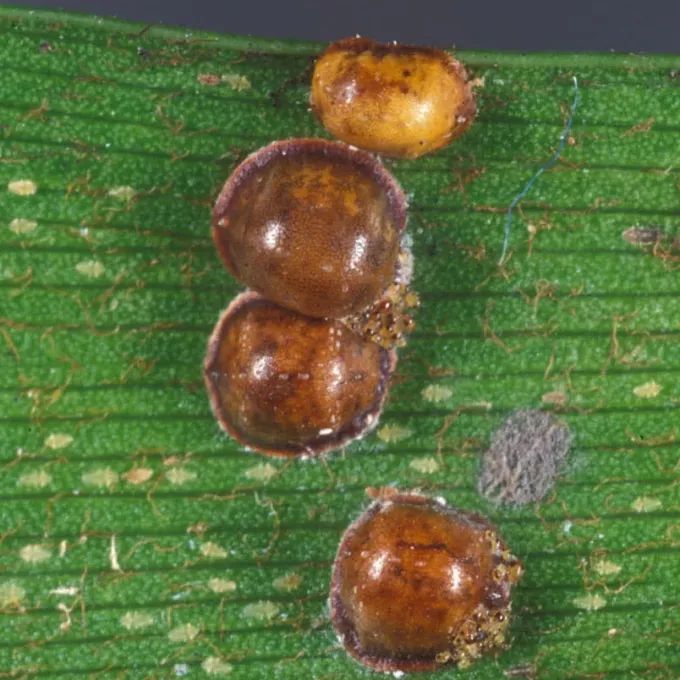 Eucalyptus scale