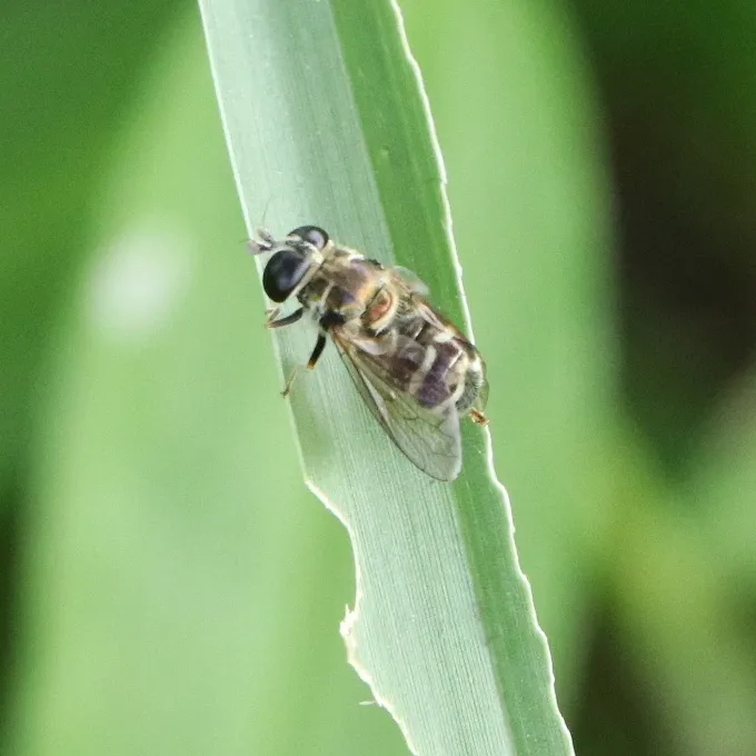Onion bulb fly