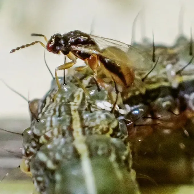 Euplectrus platyhypenae