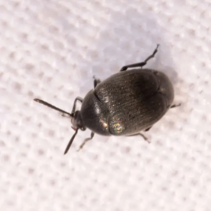 Euspermophagus seed beetle