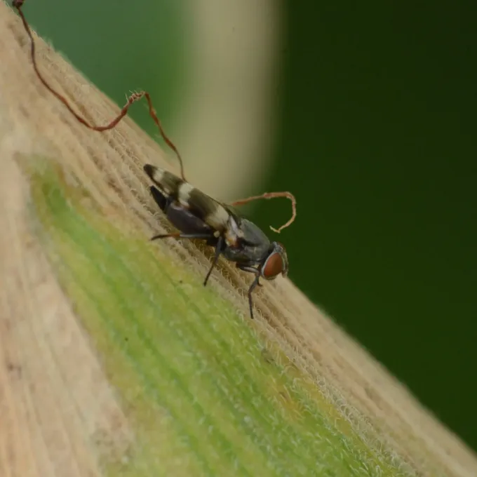 Picture-winged fly