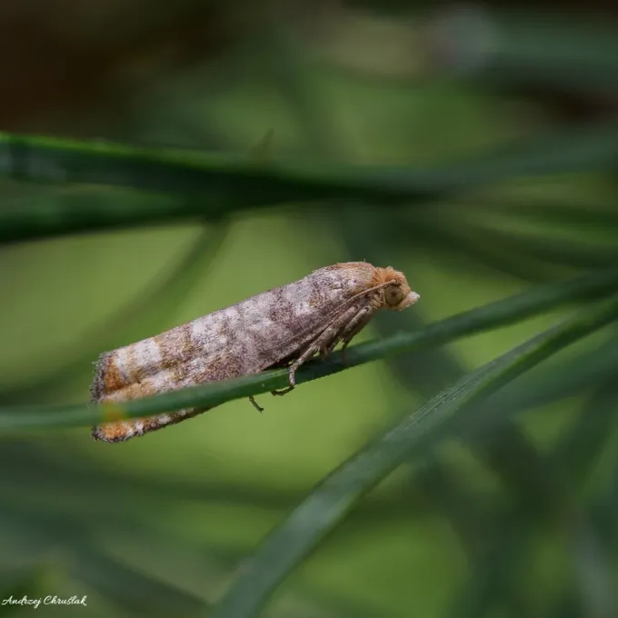 Pine bud moth