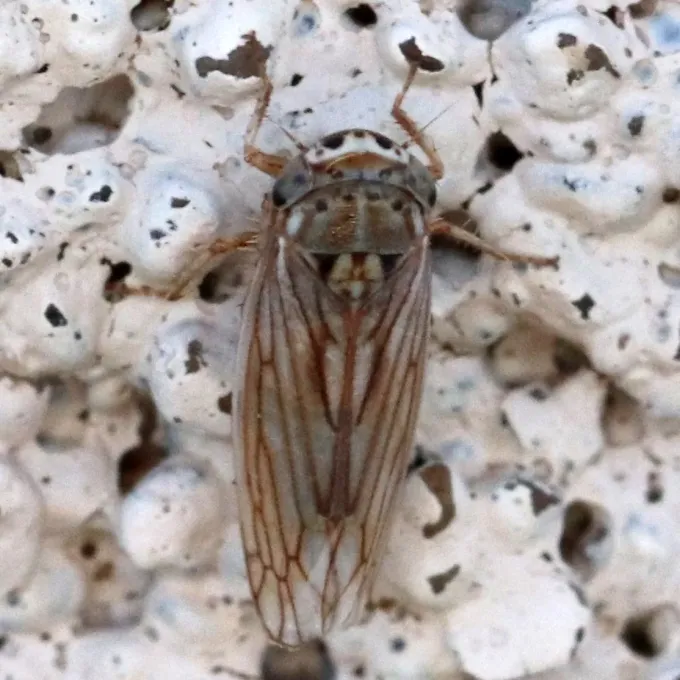 American grass leafhopper