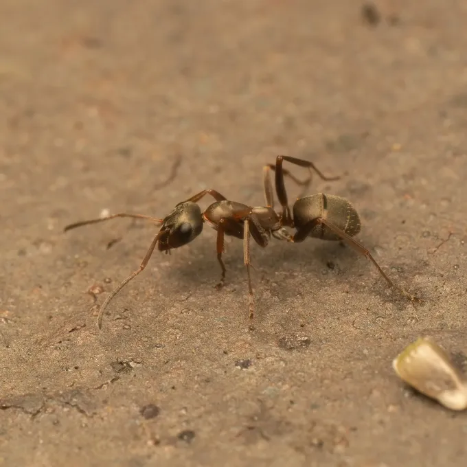 Meadow ant